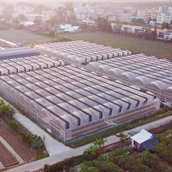廣良廣州南沙育苗基地